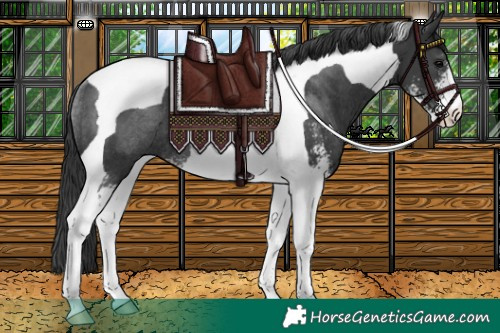 Horse Color:Black Sabino Tobiano Rabicano 