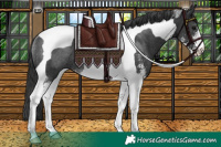 Horse Color:Black Sabino Tobiano Rabicano 