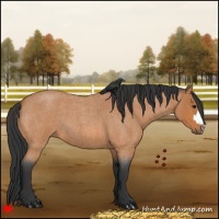Horse Color:Bay Roan 