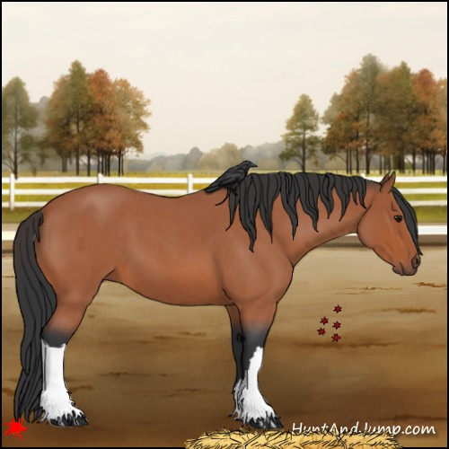 Horse Color:Bay Roan 