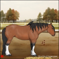 Horse Color:Bay Roan 