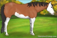 Horse Color:Bay Splash 
