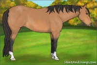 Horse Color:Buckskin 