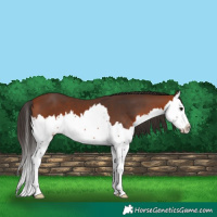 Horse Color:Bay Splash 