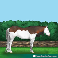 Horse Color:Brown Splash 