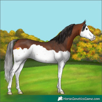Horse Color:Bay Splash 