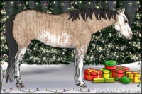 Horse Color:Bay Dun  and Bay Dun Splash 