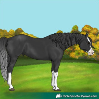 Horse Color:Black Splash 