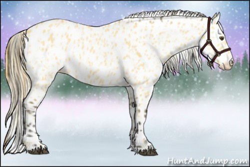 Horse Color:Palomino Dun Appaloosa and Buckskin Dun Appaloosa