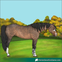 Horse Color:Brown Dun and Brown Dun