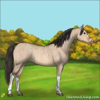 Horse Color:Bay Dun  and Amber Champagne Dun 