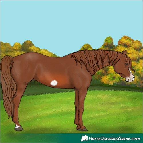 Horse Color:Chestnut Frame