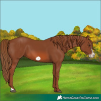 Horse Color:Chestnut Frame 