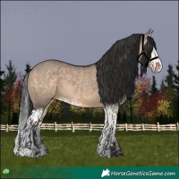 Horse Color:Brown Dun  and Brown Dun Splash 