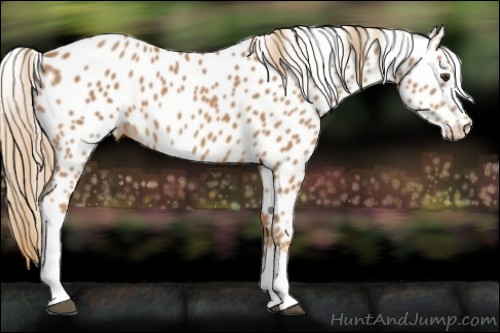 Horse Color:Chestnut Appaloosa