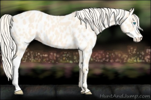 Horse Color:Cremello Appaloosa 
