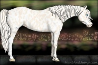 Horse Color:Cremello Appaloosa 