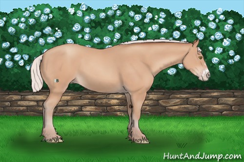 Horse Color:Silver Amber Champagne Frame 