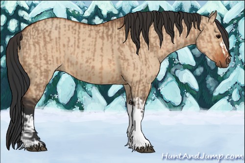 Horse Color:Bay Dun  and Bay Dun 