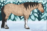 Horse Color:Bay Dun  and Bay Dun 