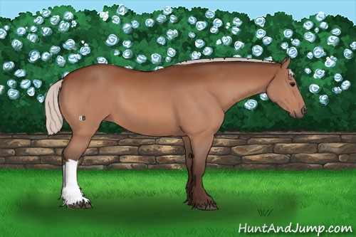 Horse Color:Silver Bay 