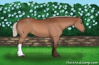 Horse Color:Silver Bay 