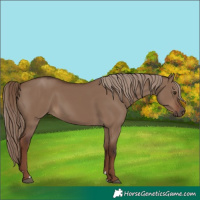 Horse Color:Liver Red Dun 