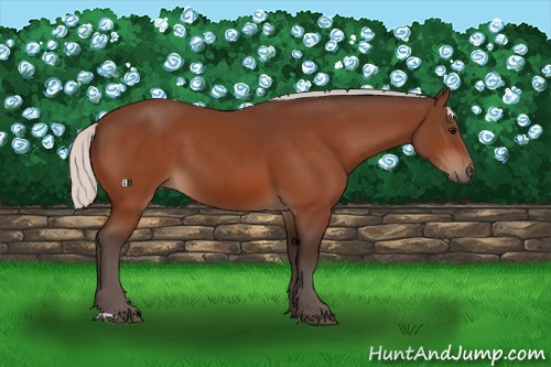 Horse Color:Silver Bay 