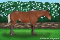 Horse Color:Silver Bay 