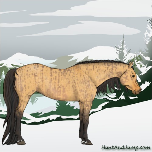 Horse Color:Bay Dun  and Buckskin Dun 
