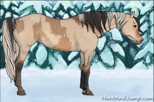 Horse Color:Bay Dun  and Silver Bay Dun 