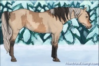 Horse Color:Bay Dun  and Silver Bay Dun 