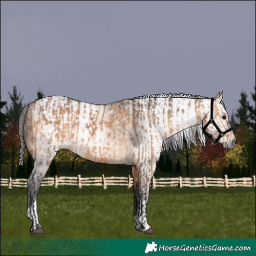 Horse Color:Bay Dun and Gray Bay Dun