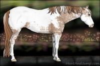 Horse Color:Chestnut Ice Sabino Appaloosa 