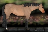 Horse Color:Bay Dun  and Bay Dun 