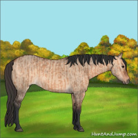 Horse Color:Bay Dun  and Bay Dun 