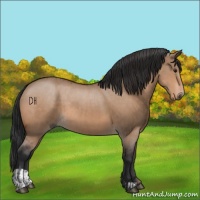 Horse Color:Bay Dun  and Bay Dun 