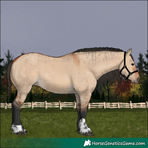 Horse Color:Bay Dun and Bay Dun