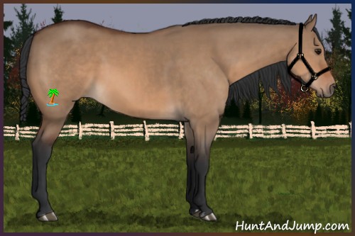 Horse Color:Bay Dun and Bay Dun