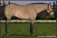 Horse Color:Bay Dun  and Bay Dun 