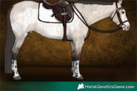 Horse Color:Bay Roan Dun Frame  and Bay Roan Dun Frame Rabicano 