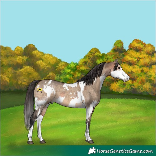 Horse Color:White Spotted Brown Dun Sabino  and Brown Dun Splash Tobiano 