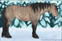 Horse Color:Brown Dun  and Brown Dun Splash 