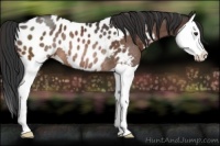 Horse Color:Brown Splash Appaloosa Rabicano 