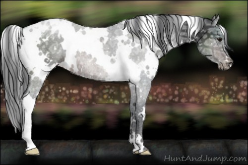Horse Color:White Spotted Brown Ice Appaloosa