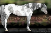 Horse Color:White Spotted Brown Ice Appaloosa