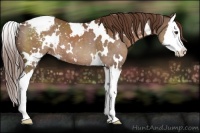 Horse Color:White Spotted Liver Chestnut Splash Appaloosa