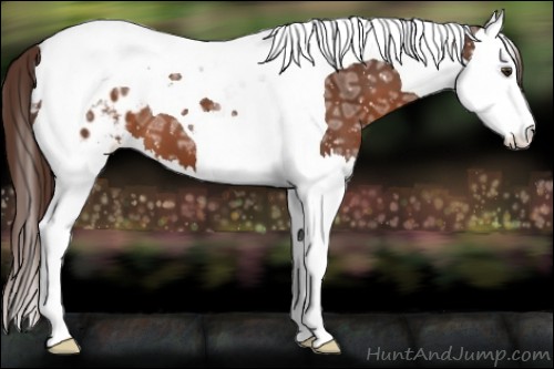 Horse Color:Liver Chestnut Ice Splash Tobiano Appaloosa 