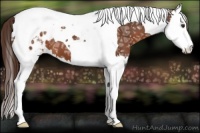 Horse Color:Liver Chestnut Ice Splash Tobiano Appaloosa