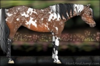 Horse Color:White Spotted Bay Ice 